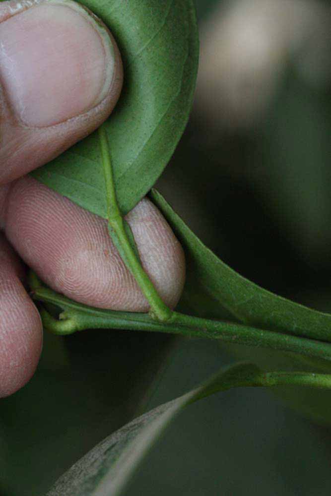              Petiole (Riverside, CA)       